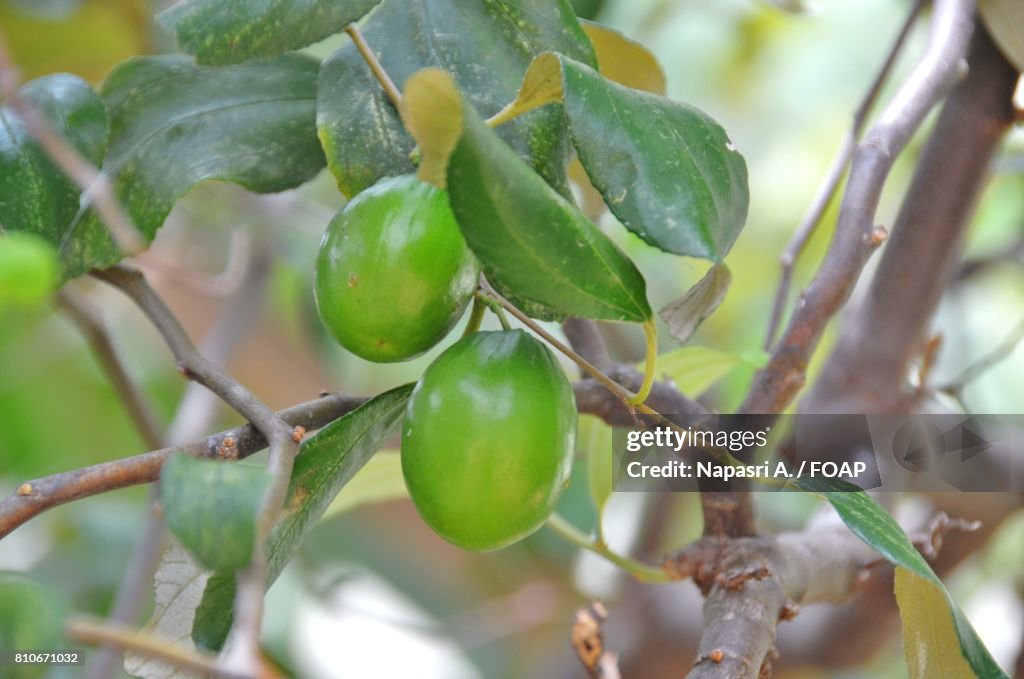 Monkey apple on tree