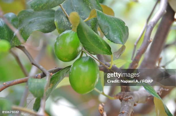 monkey apple on tree - annona glabra stock pictures, royalty-free photos & images