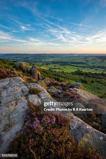 heather flowering on baslow edge in the peak district, england - baslow stock pictures, royalty-free photos & images