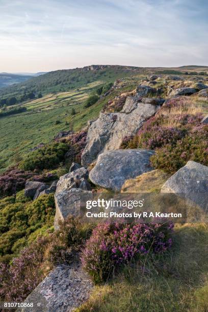 heather blooming on baslow edge in the peak district, england - baslow stock-fotos und bilder