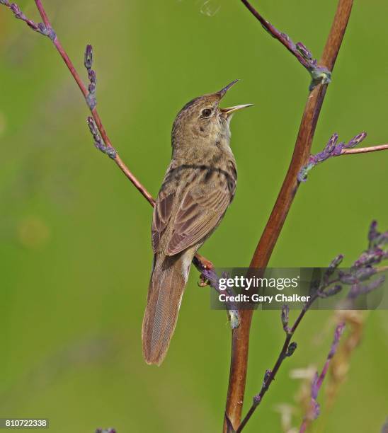 grasshopper warbler [locustella naevia] - warbler stock pictures, royalty-free photos & images