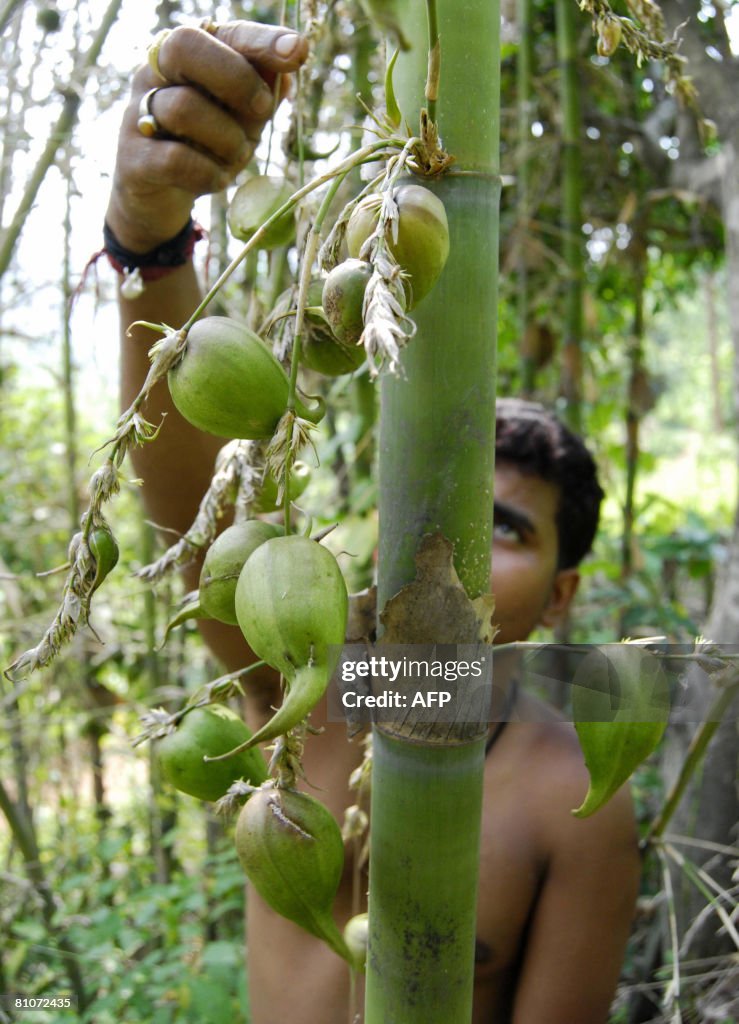 An Indian man shows off bamboo flowers and bamboo fruit on the hilly  Photo d'actualité - Getty Images