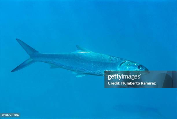 ladyfish. - bone fish stock-fotos und bilder