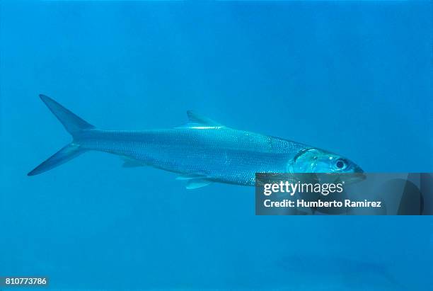 ladyfish. - bone fish stock pictures, royalty-free photos & images