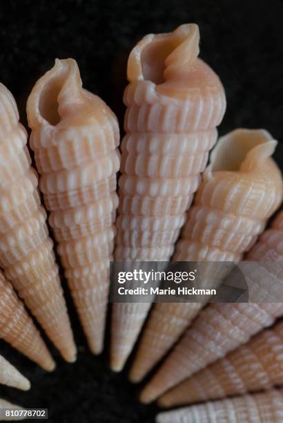 164 Peach Shell Stock Photos, High-Res Pictures, and Images - Getty Images