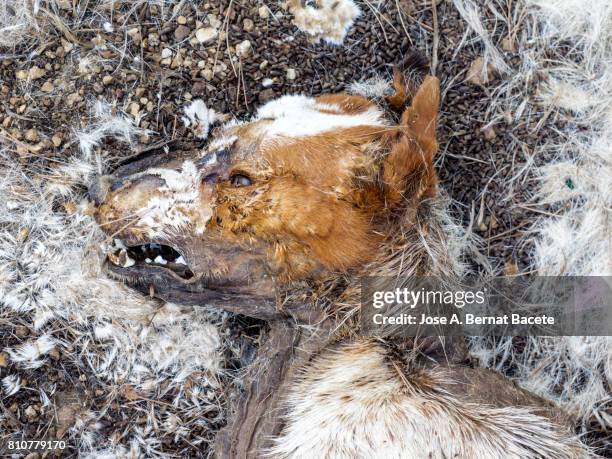 head, jaw and teeth of a dead animal (fox) in outpost been of decomposition in the mountain - rotten teeth from not brushing fotografías e imágenes de stock