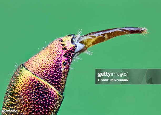 Extreme close-up of insect stinger Ruby Tailed Wasp