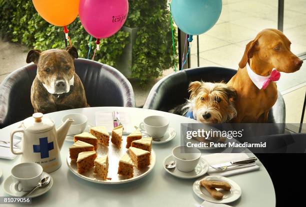 Dexter , Freddy and Romi attend a tea party in the Oxo Tower restaurant on May 14, 2008 in London, England. The Blue Cross animal charity is starting...