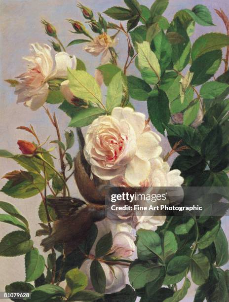 stockillustraties, clipart, cartoons en iconen met billing and cooing - stilleven