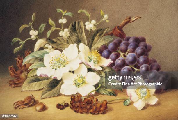 christma roses (hellebore) with mistletoe - buttercup family stock illustrations