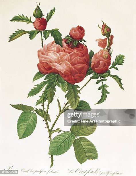 stockillustraties, clipart, cartoons en iconen met rosa centifolia prolifera foliacea - botanical illustration