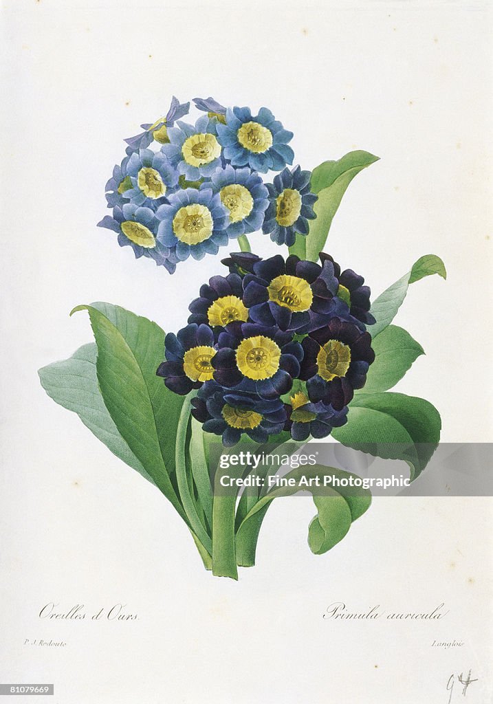 Primula auricula