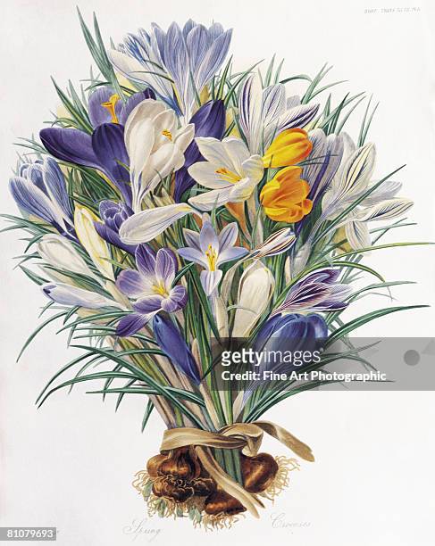 a study of spring crocuses - painting art product stock illustrations