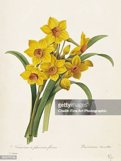 narcisses a plusieurs fleurs - botany stock illustrations
