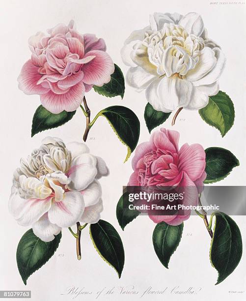 blooms of various flowered camellia - archival illustration stock illustrations