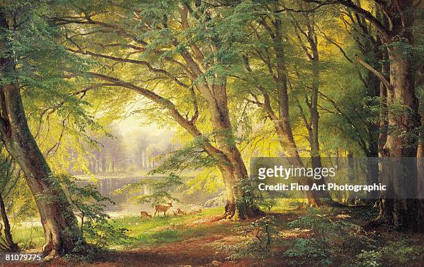 a forest glade - animals in the wild stock illustrations