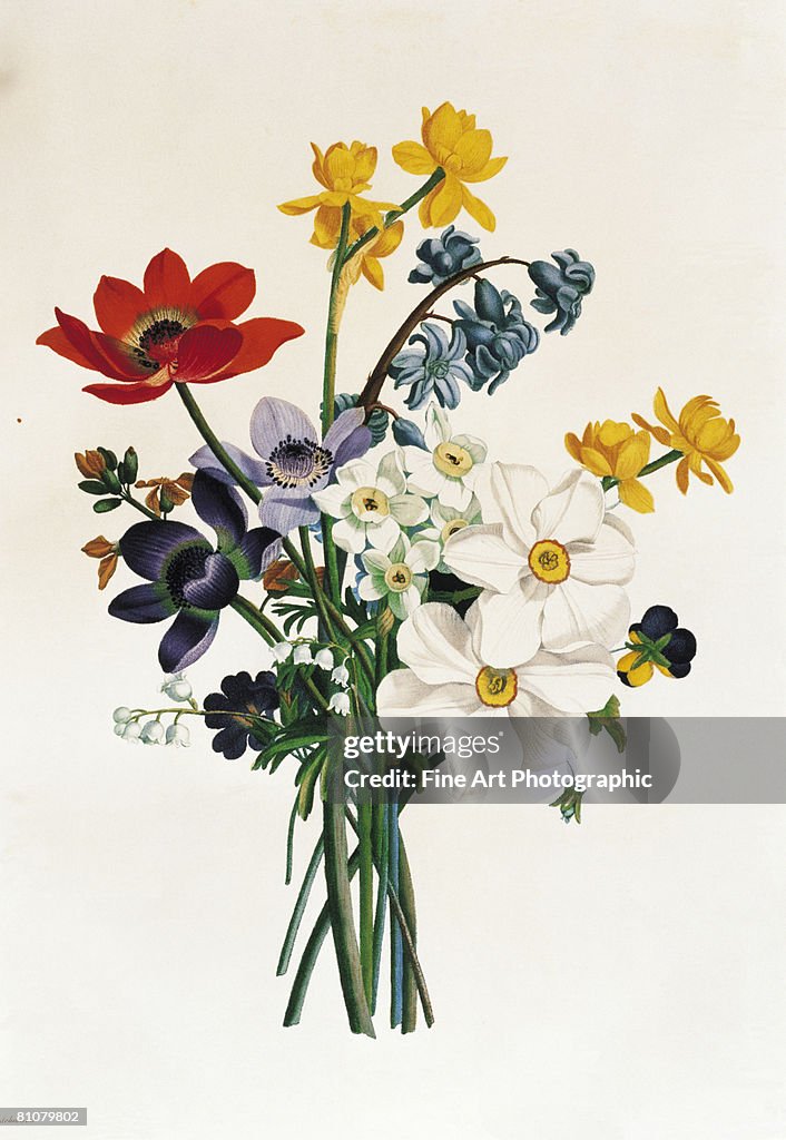 Bouquet of narcissi and anenome
