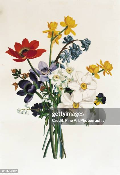 ilustrações, clipart, desenhos animados e ícones de bouquet of narcissi and anenome - florescendo