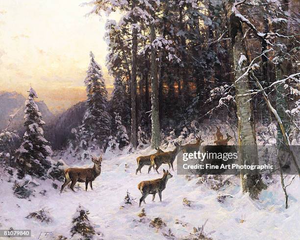 mountain deer - deer stock illustrations