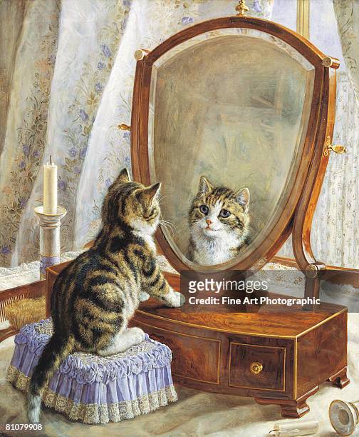 who is the fairest of them all ? - domestic cat stock illustrations