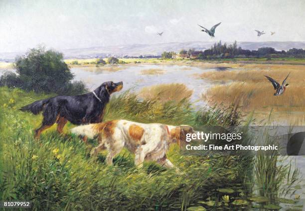 duck rising - marsh stock illustrations