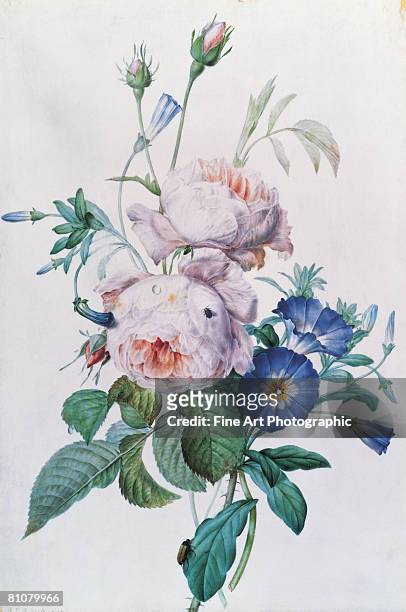 redoute roses - flower illustrations stock-grafiken, -clipart, -cartoons und -symbole
