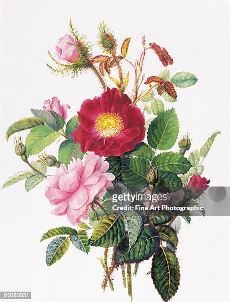 illustrazioni stock, clip art, cartoni animati e icone di tendenza di still life of roses - fiori