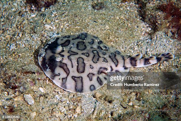 First Ray Lesser Ray 890 Electric Ray Stock Photos, High-Res Pictures, and Images - Getty Images