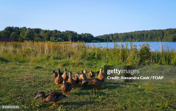 ducks by a pond in summertime, russia - alexandra anka bildbanksfoton och bilder