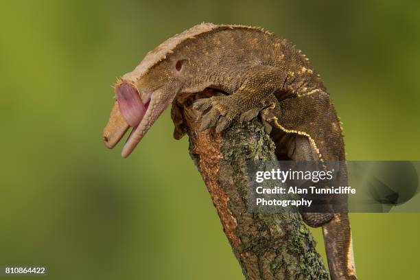 gecko - geco foto e immagini stock