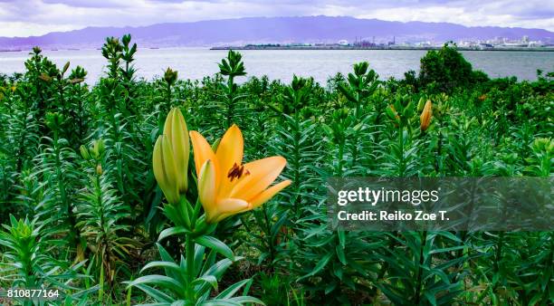 lily on the beach. - lily family stock pictures, royalty-free photos & images