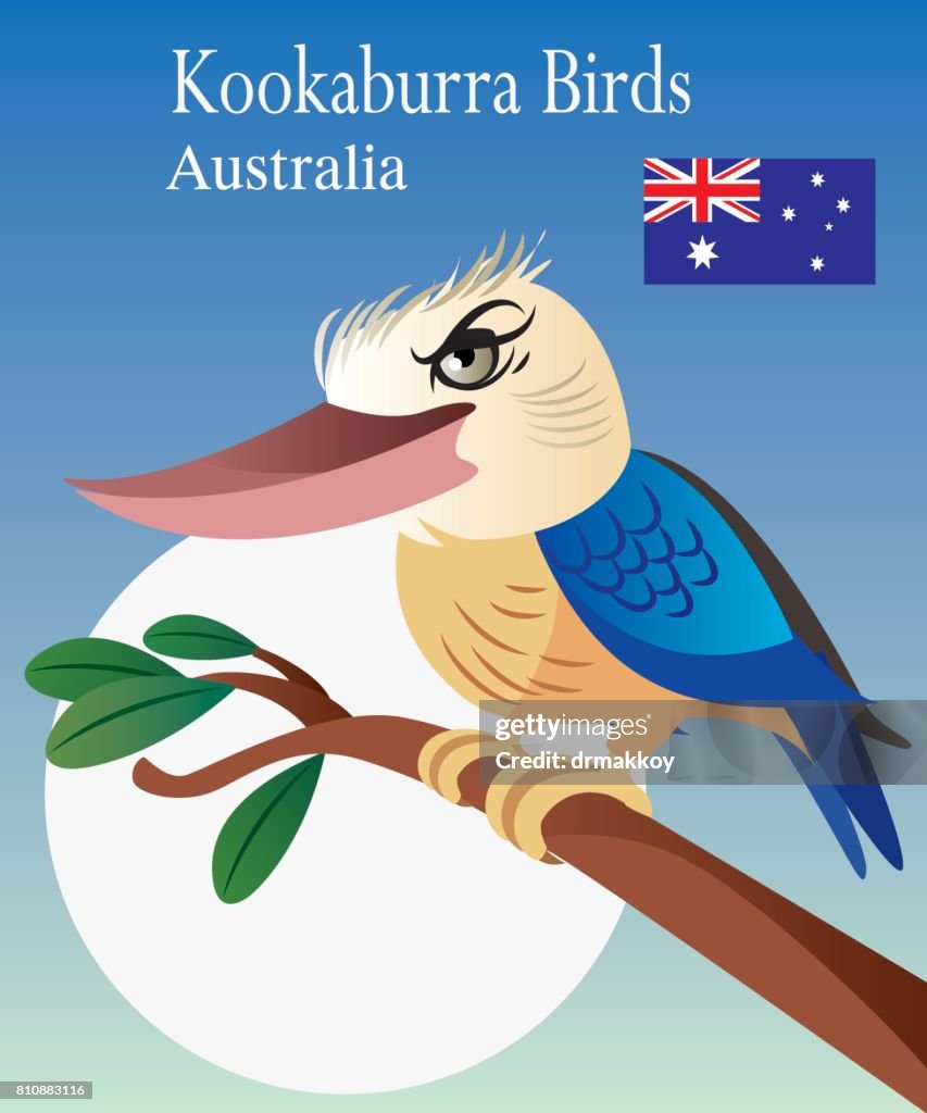 Kookaburra Birds