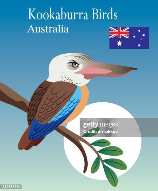 vektor-kookaburra-vögel - kookaburra stock-grafiken, -clipart, -cartoons und -symbole