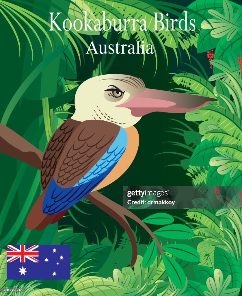 Kookaburra Birds