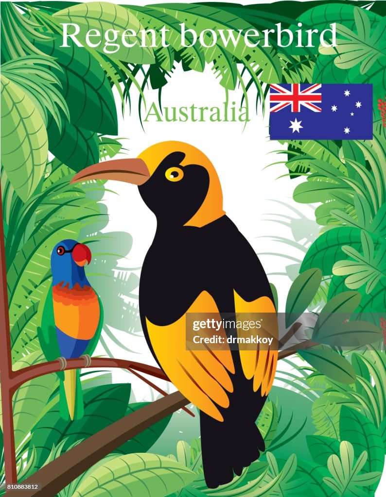 Regent Boverbird