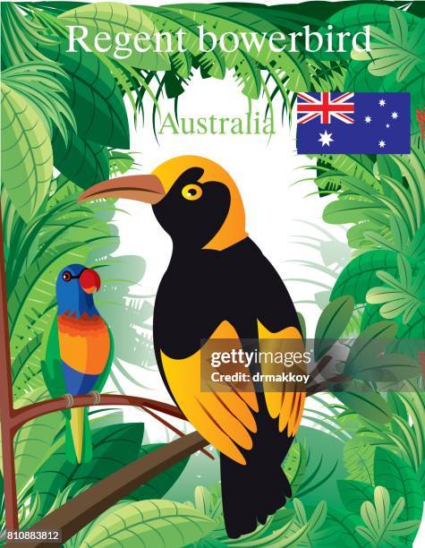 regent boverbird - rainbow lorikeet stock illustrations