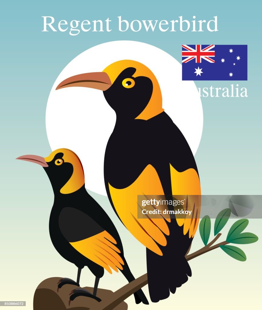 Regent Boverbird