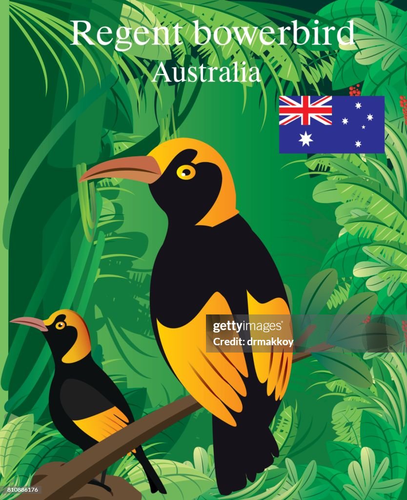 Regent Boverbird