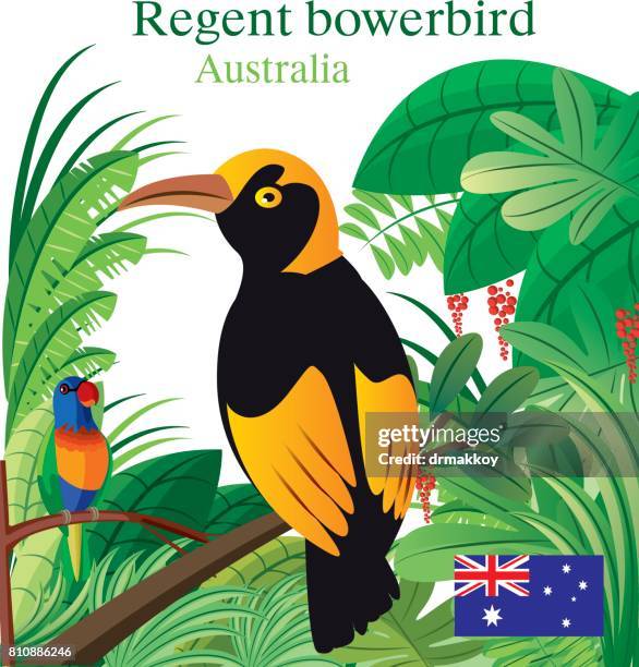 regent boverbird - rainbow lorikeet stock illustrations