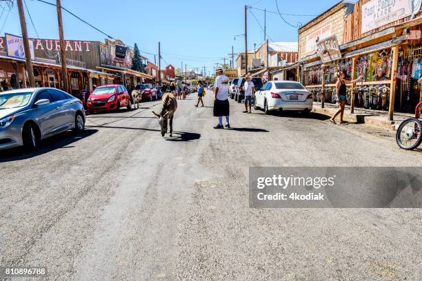 wild burros wondering in downtown oatman street  in arizona - oatman arizona stock pictures, royalty-free photos & images