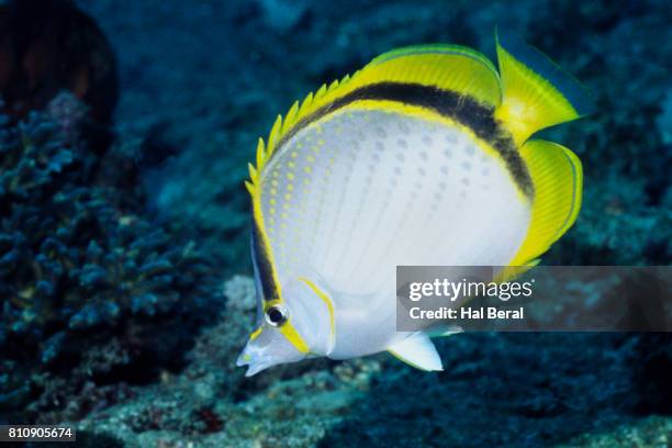 yellow-dotted butterflyfish - dotted butterflyfish stock pictures, royalty-free photos & images