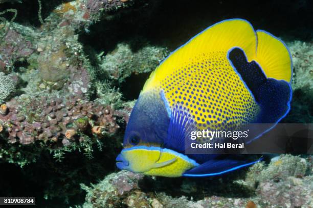 blue-girdled angelfish - euxiphipops navarchus fotografías e imágenes de stock