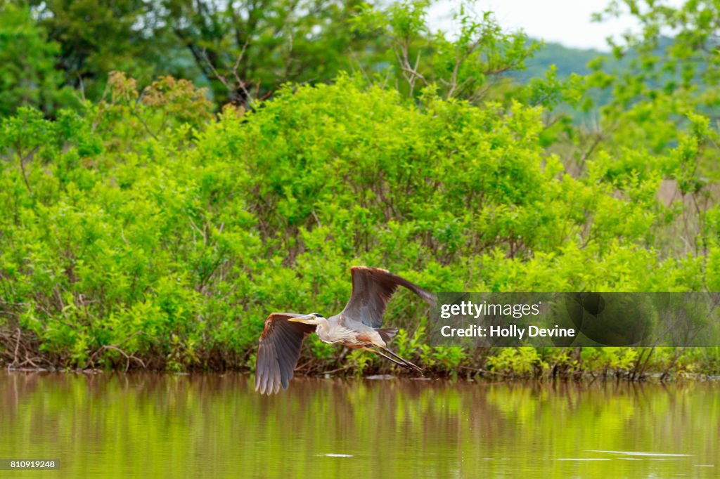 Great Blue Heron