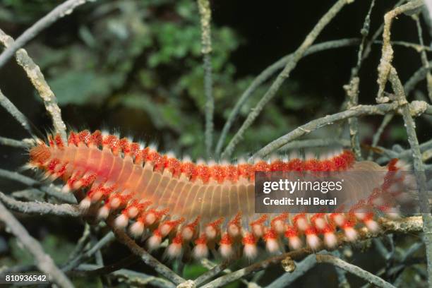 bearded fireworm - bristle worm stock pictures, royalty-free photos & images