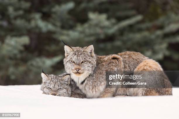 an adult wild lynx, lynx canadensis, in the canadian rockies - boreal forest stock pictures, royalty-free photos & images