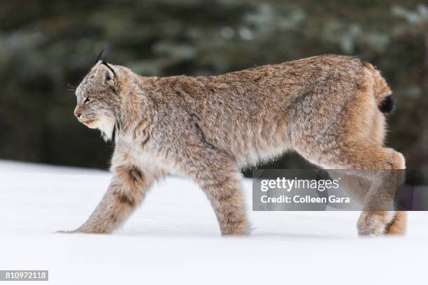 an adult wild lynx, lynx canadensis, in the canadian rockies - lynx photos et images de collection