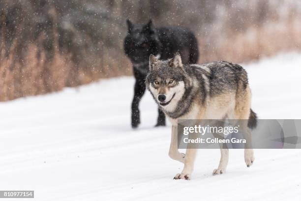 wild wolves, canis lupus, in the canadian rockies - black wolf stock pictures, royalty-free photos & images