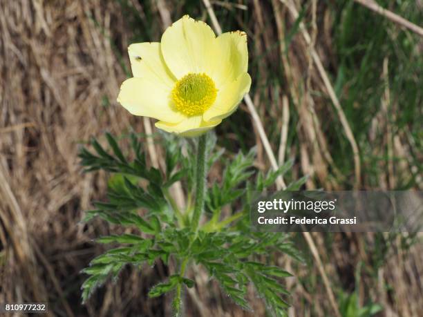 yellow pasqueflower (pulsatilla alpina) - pulsatilla alpina stock pictures, royalty-free photos & images