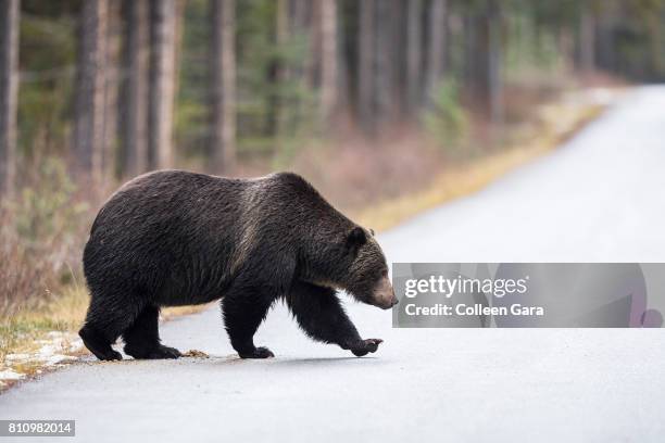 grizzly bear, ursus arctos horribilis, crossing road in the canadian rockies - canada rockies fotografías e imágenes de stock