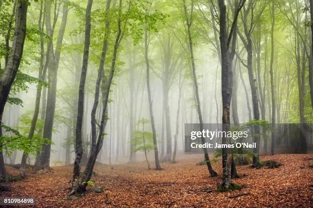 foggy beech forest - wald nebel stock-fotos und bilder